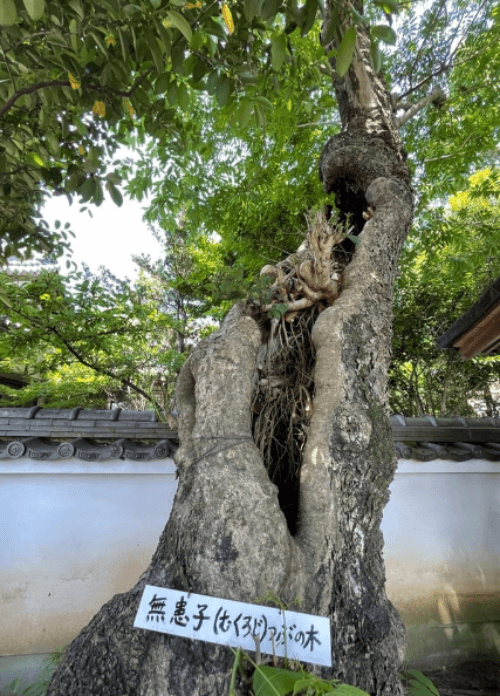 大阪堺の櫻井神社のむくろじの木を撮影した写真