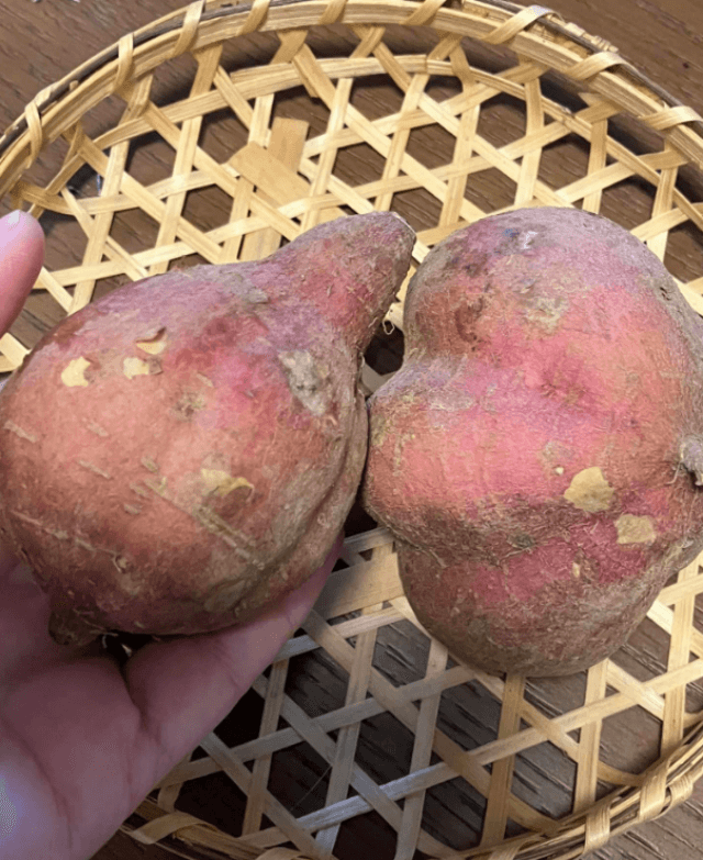 オイシックスおためしセットの鹿児島産安寧芋を撮影した写真