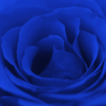 濃い青のバラを撮影した写真
