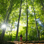 オラクルカードの自然の意味と印象の森を撮影した写真