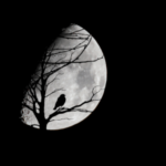 月と鳥を撮影した写真