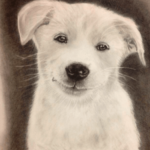 オラクルカード動物の意味と印象の犬を撮影した写真