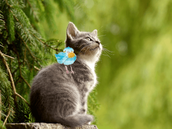 オラクルカード動物の意味と印象の猫を撮影した写真