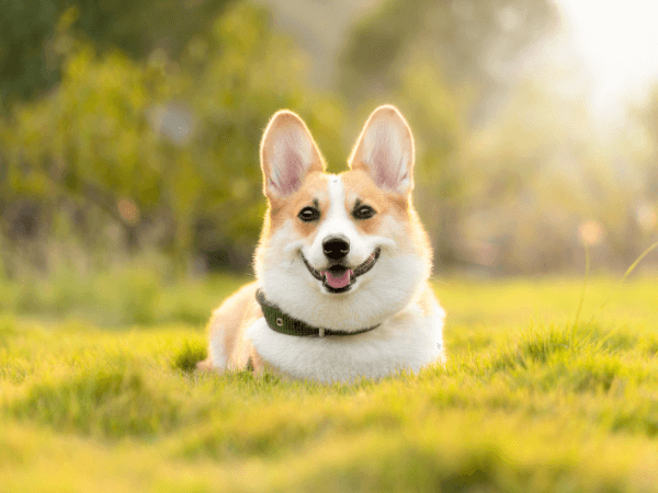オラクルカード動物の意味と印象の犬を撮影した写真