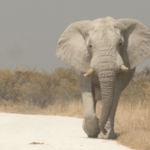 オラクルカード動物の意味と印象の象を撮影した写真