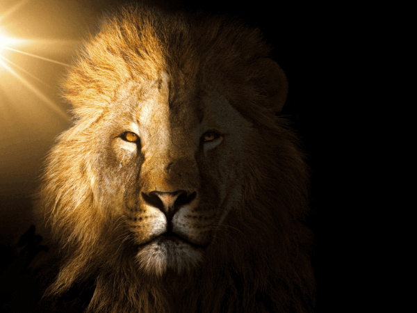 オラクルカード動物の意味と印象のライオンを撮影した写真