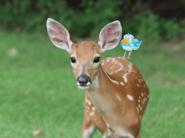 オラクルカード動物の意味と印象の鹿を撮影した写真