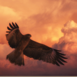 オラクルカード動物の意味と印象の鷹を撮影した写真