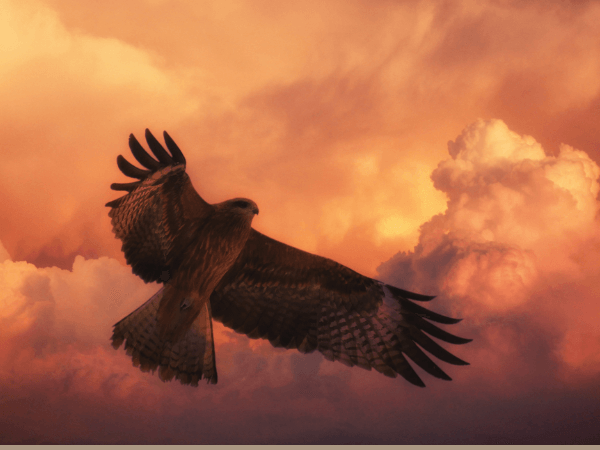 オラクルカード動物の意味と印象の鷹を撮影した写真