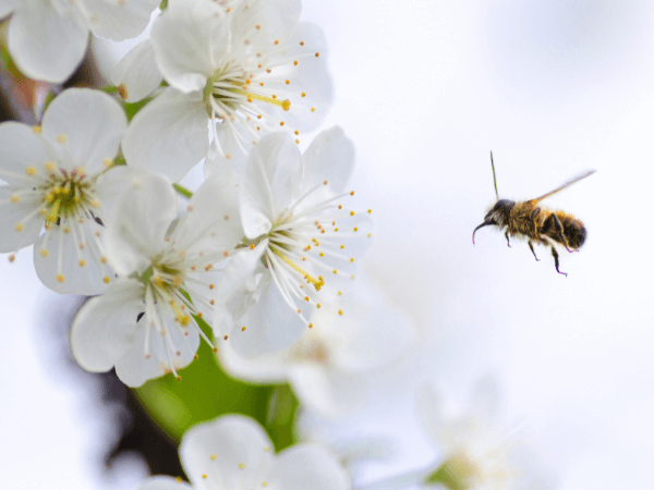 オラクルカード動物の意味と印象のミツバチを撮影した写真
