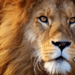 オラクルカード動物の意味と印象のライオンを撮影した写真