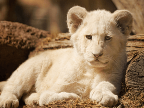 オラクルカード動物の意味と印象のホワイトライオンを撮影した写真