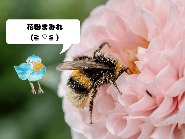 オラクルカード動物の意味と印象のミツバチを撮影した写真