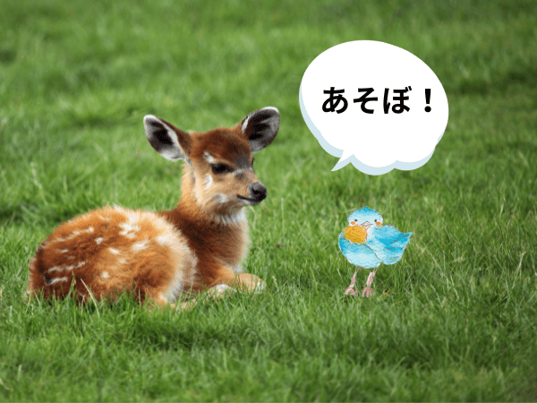 オラクルカード動物の意味と印象の小鹿を撮影した写真