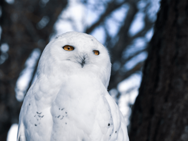 オラクルカード動物の意味と印象の白いフクロウを撮影した写真