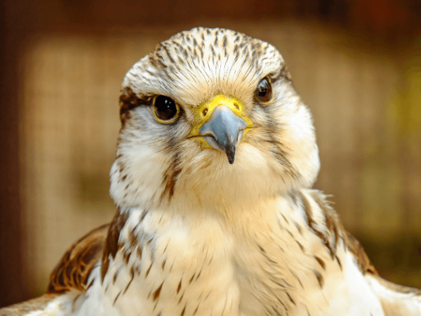 オラクルカード動物の意味と印象の白い鷹を撮影した写真