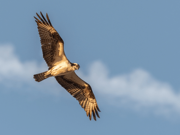 オラクルカード動物の意味と印象の鷹が旋回する姿を撮影した写真
