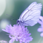 オラクルカード動物の意味と印象の蝶を撮影した写真