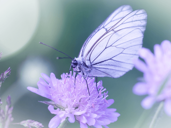 オラクルカード動物の意味と印象の蝶を撮影した写真